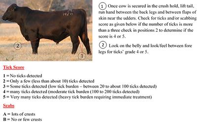 Differentially Expressed Extracellular Vesicle, Exosome and Non-Exosome miRNA Profile in High and Low Tick-Resistant Beef Cattle